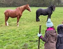 Chevaux